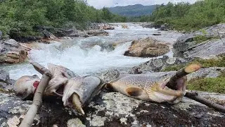 Lapimaa kalareis 2019 treiler