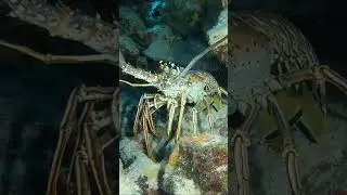 Lobster Bonaire