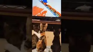 Fur Babies Watching TV 🙀🐾📺 #shorts #funny