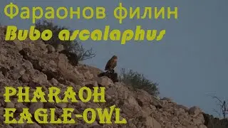 Фараонов филин. Pharaoh eagle-owl. Bubo ascalaphus