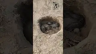 সাপ ও বেজীর মারামারি- কে জিতবে - Snake vs mongoose 
