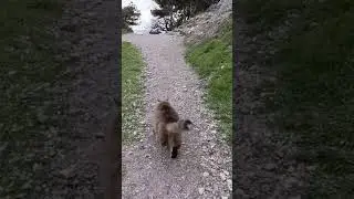 Моя любимица, кошка Пушинка, шествует в столовую.