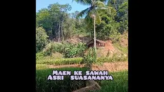 ⭕MAEN KE SAWAH !! MANTAU PADI BARU BERBUAH DAN MENIKMATI PEMANDAMGAN YG ASRI #huntingvlog #sawah