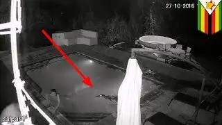 Buaya menyerang pasangan yang bermesraan di kolam renang - Tomonews