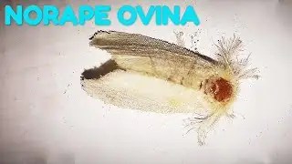 WHITE FLANNEL MOTH WITH BROWN BALD HEAD SPOT