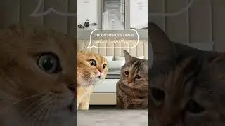 #приколы