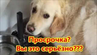 Просрочка