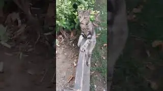 Cat Videos Cute Cats Kittens 🐱