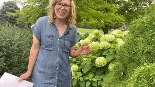 All about Hydrangeas