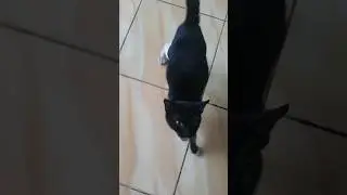 kucing hamil lapar #cat #shortvideo #shorts