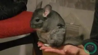Шиншилла гнездится:) The chinchilla nests:)