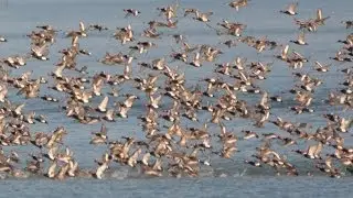 Red Crested and Common Pochard (12.01.2014)