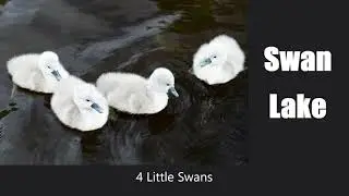 4 Little Swans & Swan Lake Theme (Piano Arrangement)