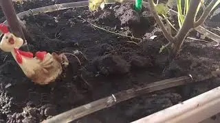 Огород на подоконнике