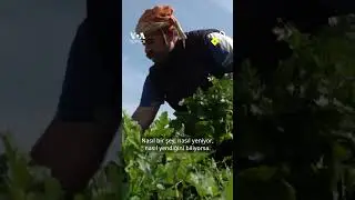 Ege'nin otları