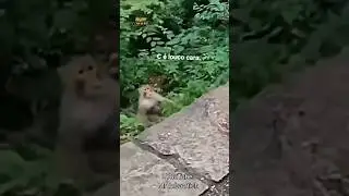 viral VFX viral funny 🤣 short monkey 🐒 #funny #vfx #2023