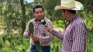 Nopal Orgánico Variedad Estrella 💫