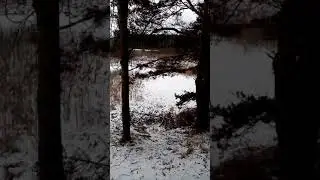 Природа Брянского края.