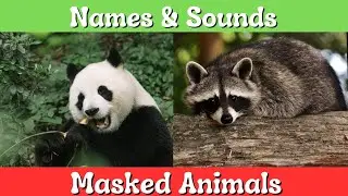 Animals With Masks Around Their Eyes | Learn Names and Sounds Masked Animals – KIDS TV