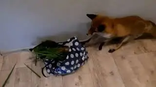 złodziej domowy złapany i zastrzelony #lis #fox #shot #shorts