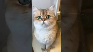 Если ты сидишь в Тиктое скажи Мяяу #мяу