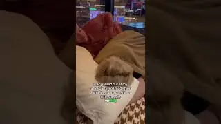 Diplo Snuggles xQc after he passed out from 1 Beer.. 😭😭
