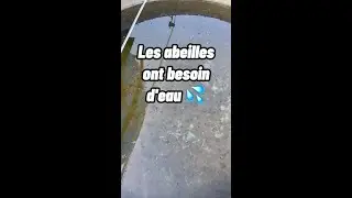 Les abeilles ont besoin d'eau.
