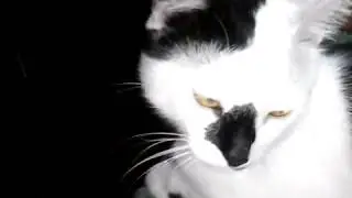 мой котан смотрит порно,прикол,смено,ржака