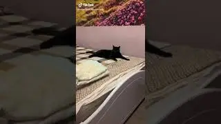 Кошке пиздец