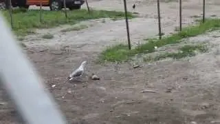 ревнивая галка, чайка и бедный голубь