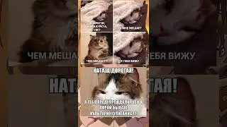 #коты #котыприколы #мем  #мемас #мемасы #меме #мемасы #меме #мемы_тикток #мемы2023