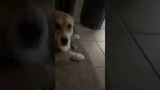 Who let My Dogs Cook? #fyp #viral #dog