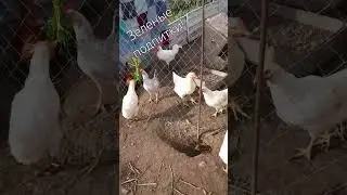 Ботва все ещё актуальна! 