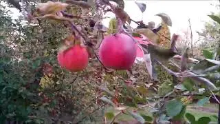 Файл №155  Под звуки музыки  x264 003