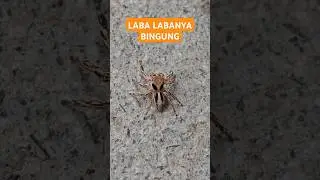LABA LABANYA BINGUNG !!! #labalaba #spider #urcristiano #macro #lensbong #youtube #insects #shorts
