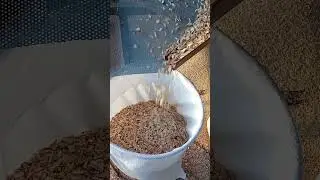 щепа