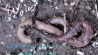 The BIGGEST earth worm!!  #fullmoon