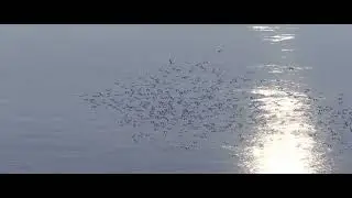 bird of passage migrant 2