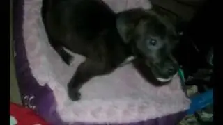R.I.P. stimpey and welcome missy