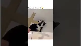 no way #cat  #memes