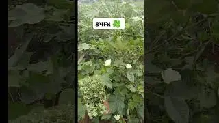કપાસ 🌿 ખેડૂતો 🌾 કિસાન
