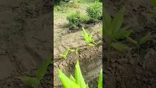 ￼￼हल्दी की आर्गेनिक/जैविक खेती कैसे करें || हल्दी पर मिट्टी कैसे लगायें || #trending #viralvideo