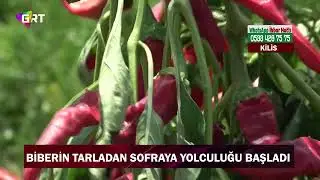 Baharatlık biberin tarladan sofralara yolculuğu başladı.
