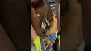 Trimming a Wry mule Hoof Part 2 #farrier #satisfying #hoof #horse #trimmer