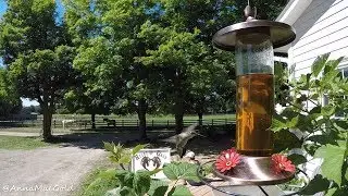 hummingbird