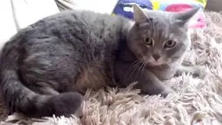 British Shorthair cat. Owners' opinions on castration!