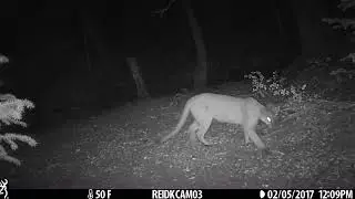 The lions we live amongst