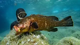 This Grouper took me 5 years to shoot - Spearfishing Italy, Isola del Giglio.