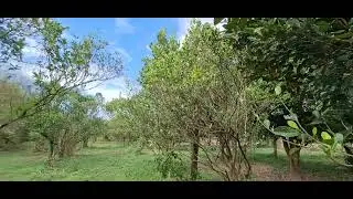 KALAMANSI/KALAMUNDING (Philippine Small Lime)