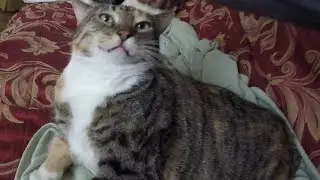 Brushing My Purring Kitty